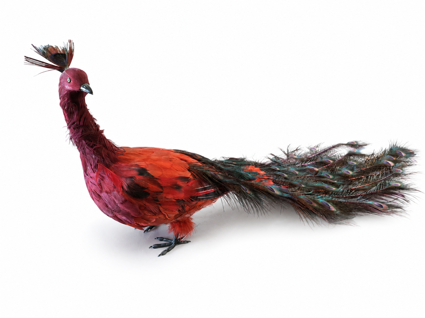 Feather Peacock